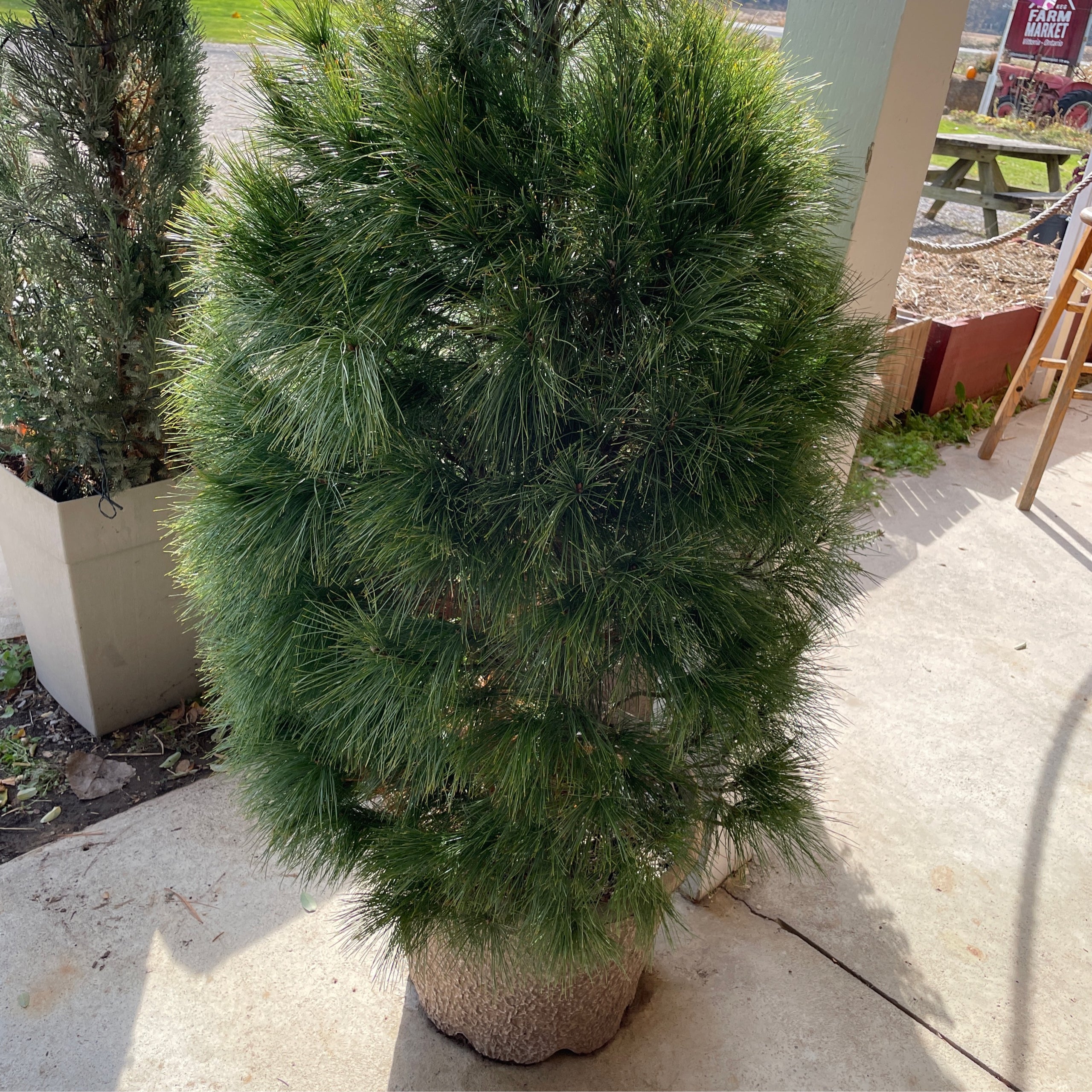 Christmas Tree in Pot 🎄 Cider Keg Farm Market